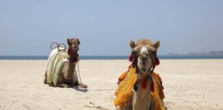 From Paris to Prague with Avalon Waterways