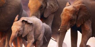 Cruises of a Lifetime You Can Actually Afford