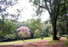 Nairobi Arboretum: Your Ultimate Nature Escape Nairobi Arboretum:
