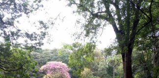 Nairobi Arboretum: Your Ultimate Nature Escape Nairobi Arboretum:
