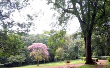 Nairobi Arboretum: Your Ultimate Nature Escape Nairobi Arboretum:
