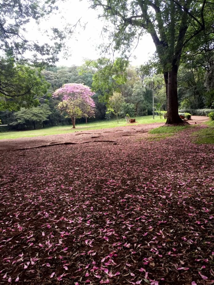 Nairobi Arboretum: