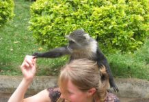 Nairobi City Park: A Peaceful Retreat in the Heart of the City City Park Nairobi