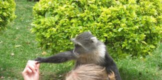 Nairobi City Park: A Peaceful Retreat in the Heart of the City City Park Nairobi