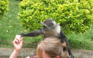 Nairobi City Park: A Peaceful Retreat in the Heart of the City City Park Nairobi