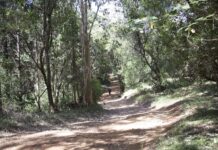 Karura Forest: Nairobi’s Green Haven Karura Forest
