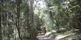 Karura Forest: Nairobi’s Green Haven Karura Forest