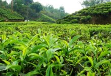 Thiririka Tea Farm near Nairobi Thiririka Tea Farm