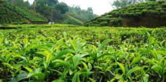 Thiririka Tea Farm near Nairobi Thiririka Tea Farm