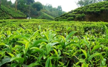 Thiririka Tea Farm near Nairobi Thiririka Tea Farm