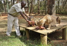 Nairobi Animal Orphanage Nairobi Animal Orphanage