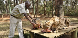 Nairobi Animal Orphanage Nairobi Animal Orphanage