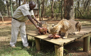 Nairobi Animal Orphanage Nairobi Animal Orphanage
