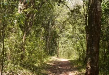 Ngong Forest: A Nature Lover’s Paradise