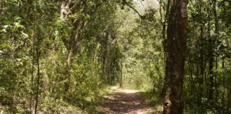 Ngong Forest: A Nature Lover’s Paradise