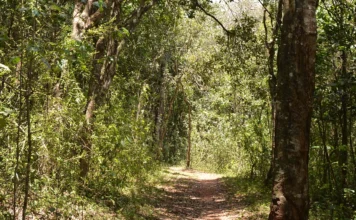 Ngong Forest: A Nature Lover’s Paradise