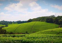 Tigoni Tea Farm in Limuru Tigoni Tea Farm in Limuru