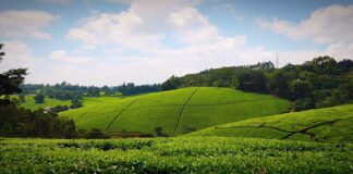 Tigoni Tea Farm in Limuru Tigoni Tea Farm in Limuru