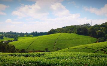 Tigoni Tea Farm in Limuru Tigoni Tea Farm in Limuru