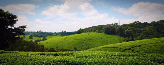 Tigoni Tea Farm in Limuru