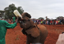 Sheldrick Elephant Orphanage in Nairobi Sheldrick Elephant Orphanage
