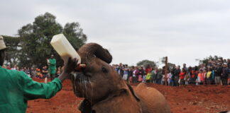 Sheldrick Elephant Orphanage in Nairobi Sheldrick Elephant Orphanage