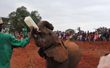 Sheldrick Elephant Orphanage in Nairobi Sheldrick Elephant Orphanage