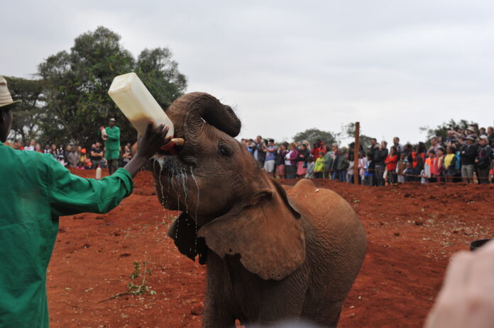 Sheldrick Elephant Orphanage