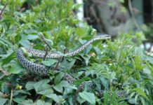 Nairobi Snake Park, Nairobi – Kenya Nairobi Snake Park Photos