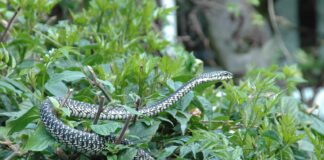 Nairobi Snake Park, Nairobi – Kenya Nairobi Snake Park Photos