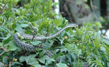 Nairobi Snake Park, Nairobi – Kenya Nairobi Snake Park Photos