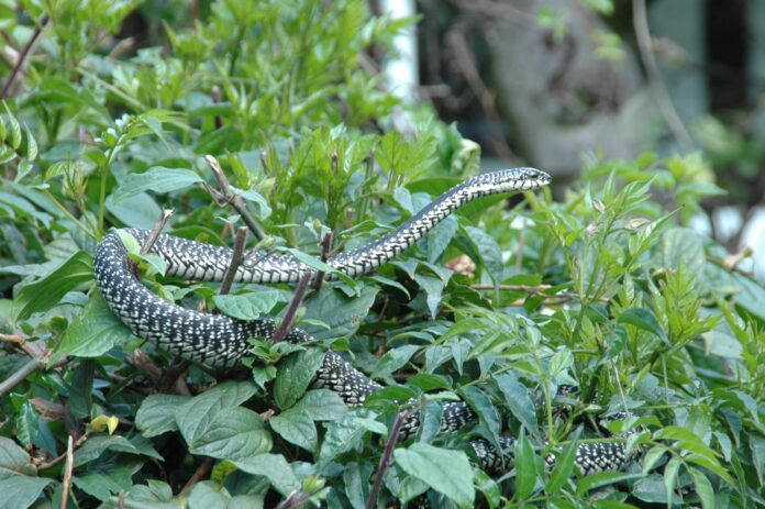 Nairobi Snake Park Photos