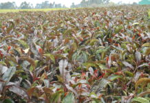 Gatanga Purple Tea Farm Gatanga Purple Tea Farm