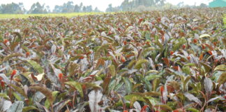 Gatanga Purple Tea Farm Gatanga Purple Tea Farm