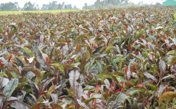 Gatanga Purple Tea Farm Gatanga Purple Tea Farm