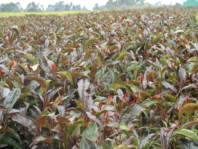 Gatanga Purple Tea Farm